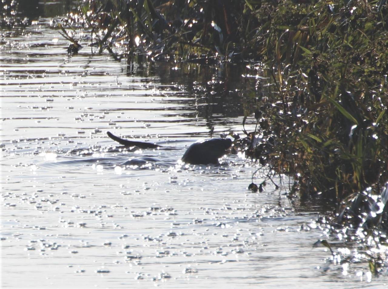 Young Otters  Young Otters