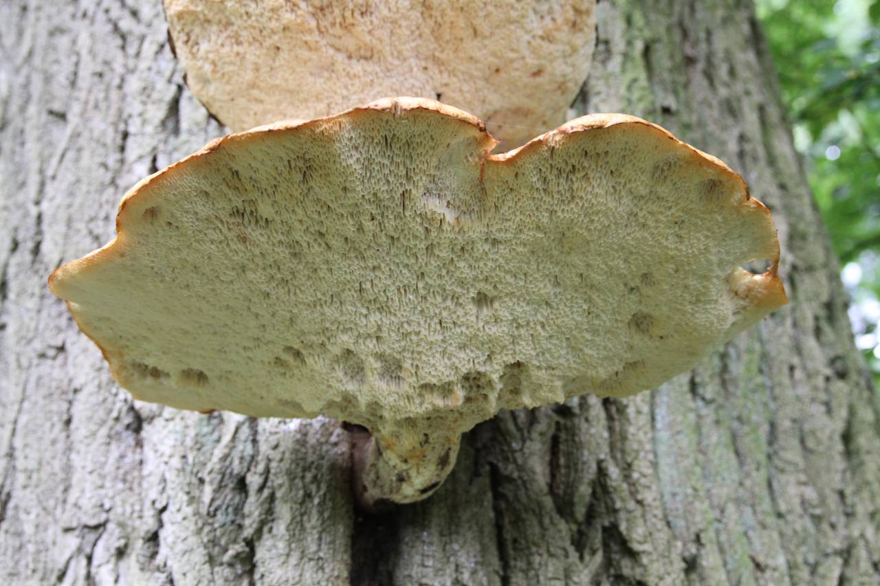 Bracket fungi a  Bracket fungi a