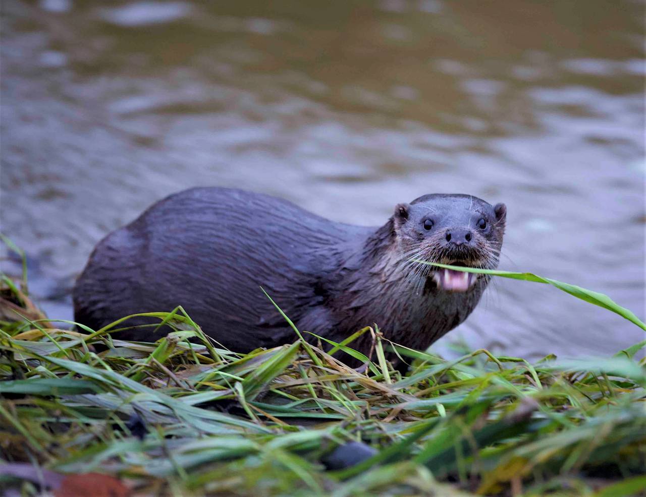 Otter