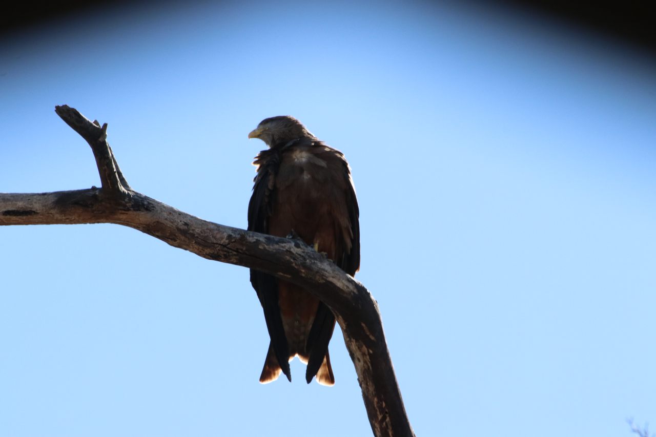 Yellow tailed kite  Yellow tailed kite