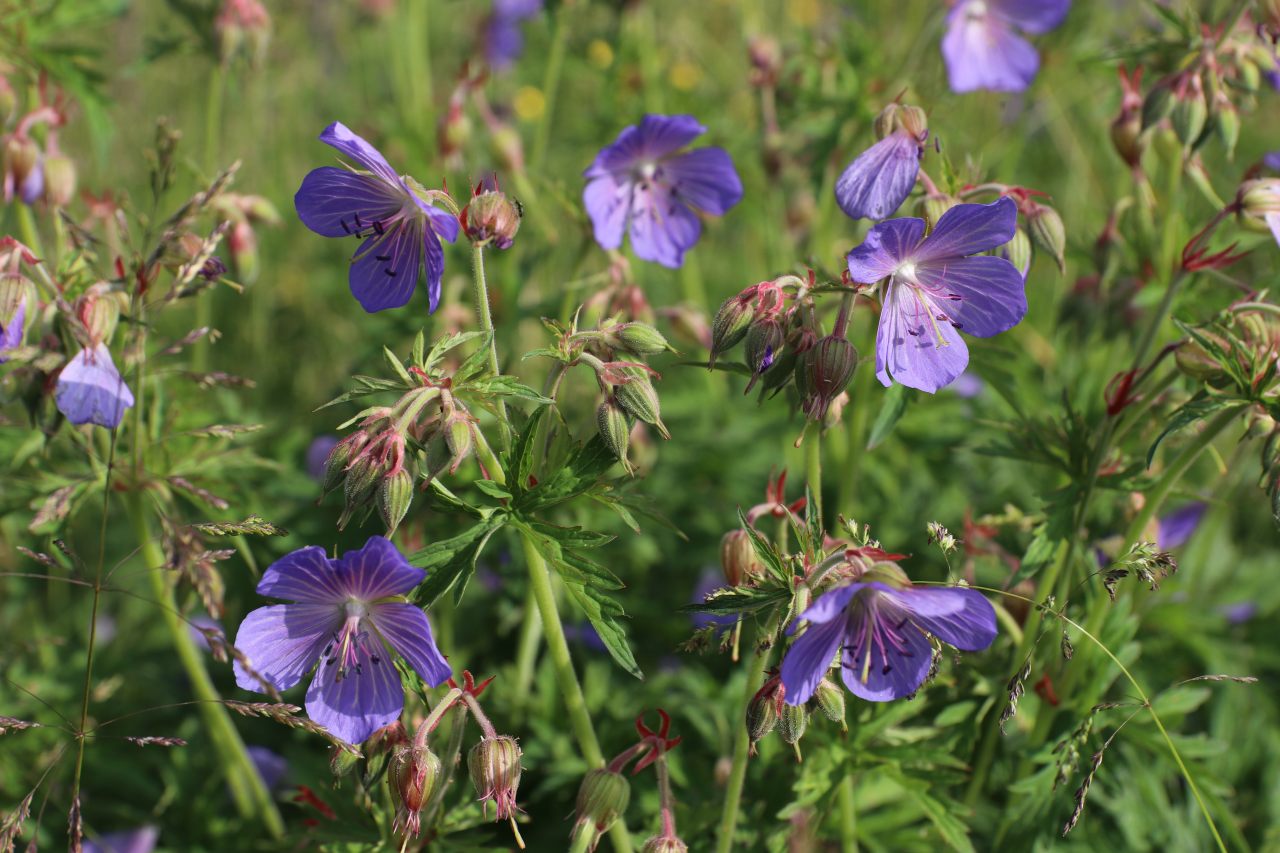 Cranesbill  Cranesbill