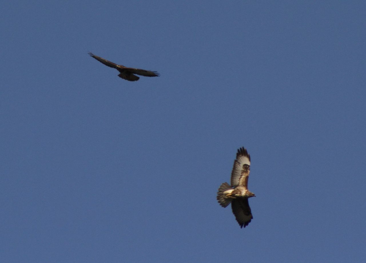 Buzzards  Buzzards