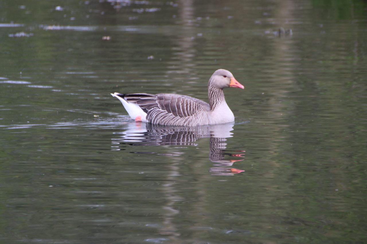 Greylag Goose  Greylag Goose