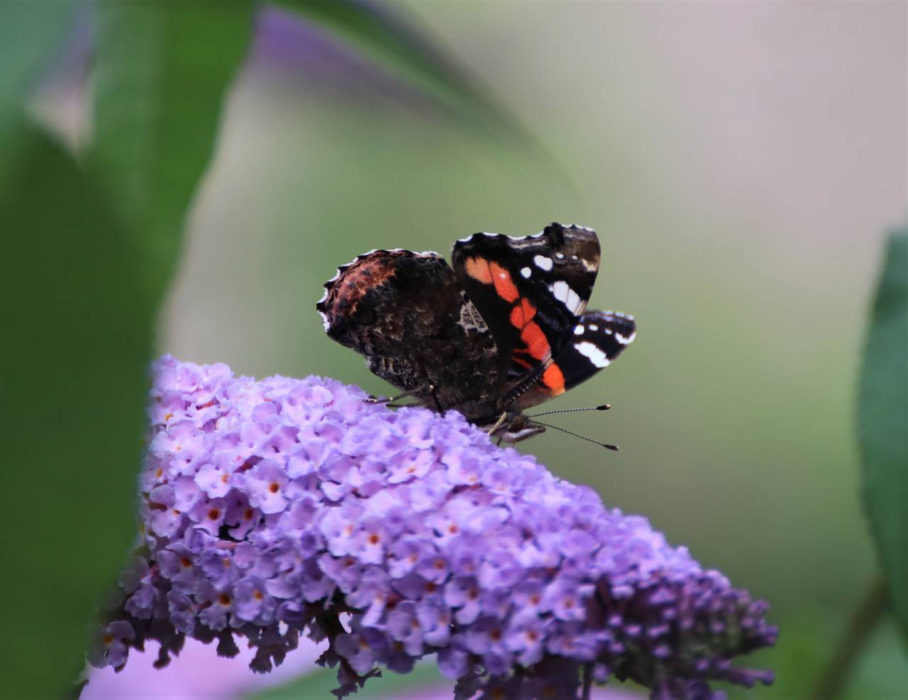 Red Admiral  Red Admiral