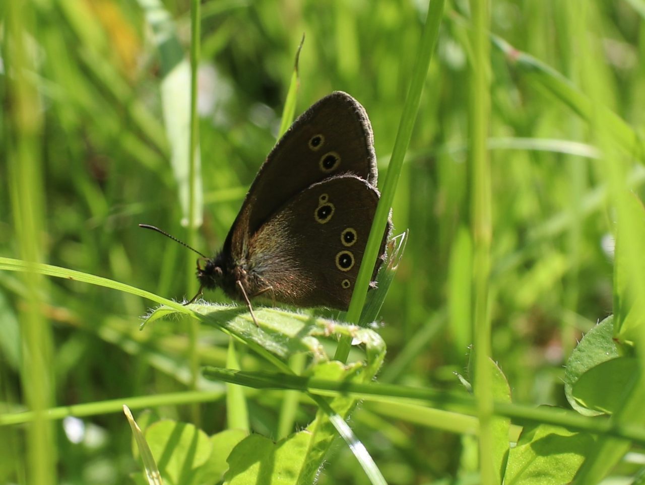Ringlet  Ringlet