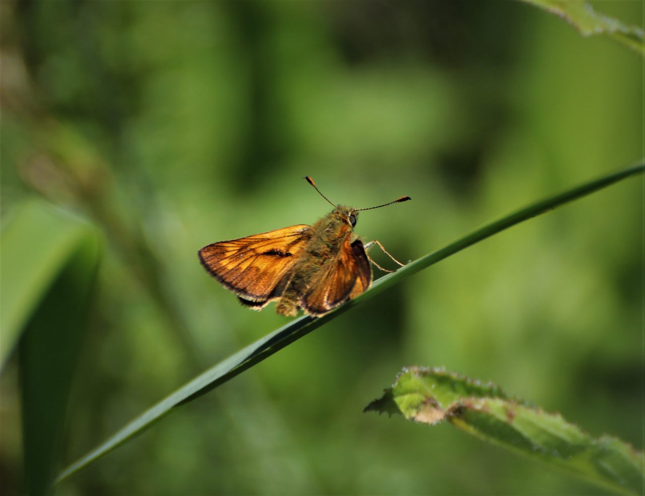 Ringlet  Ringlet