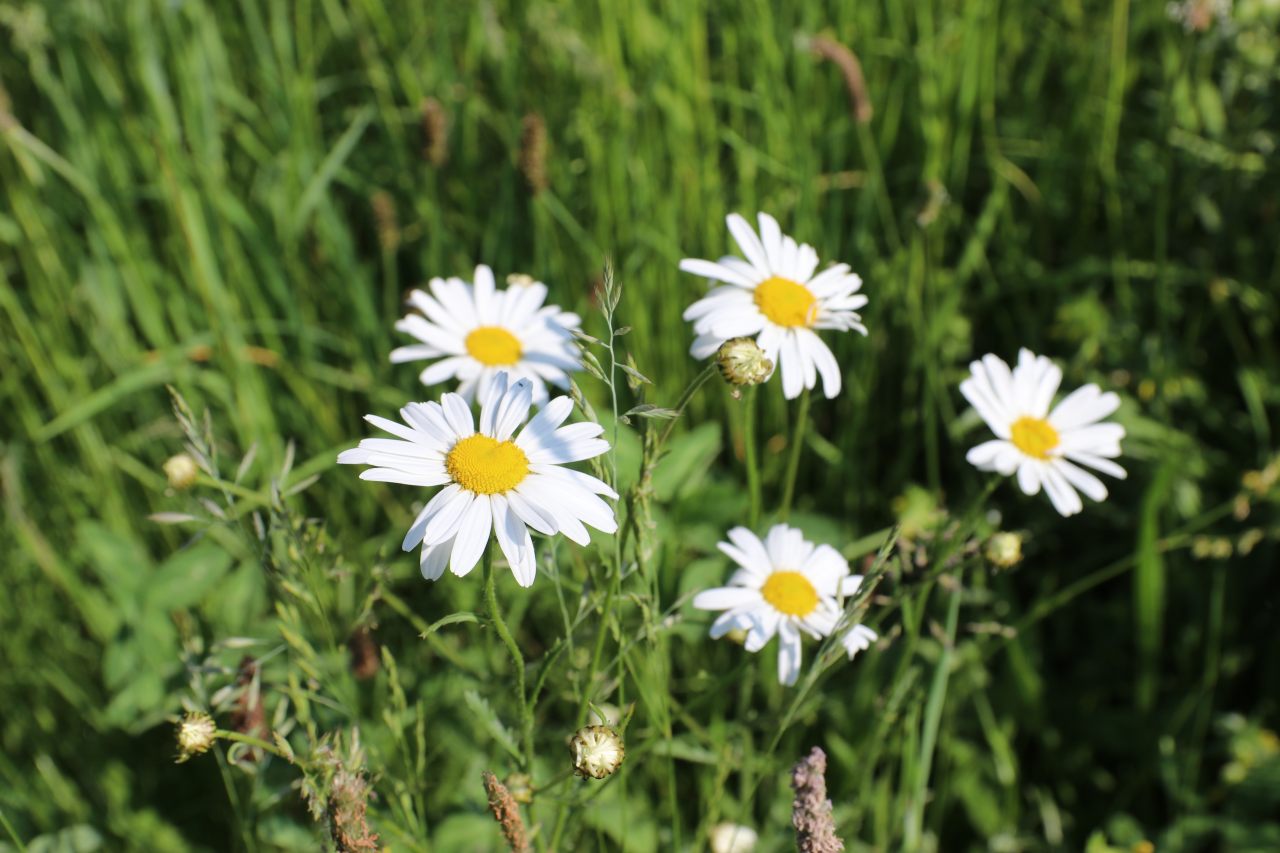 Ox Eye Daisy  Ox Eye Daisy