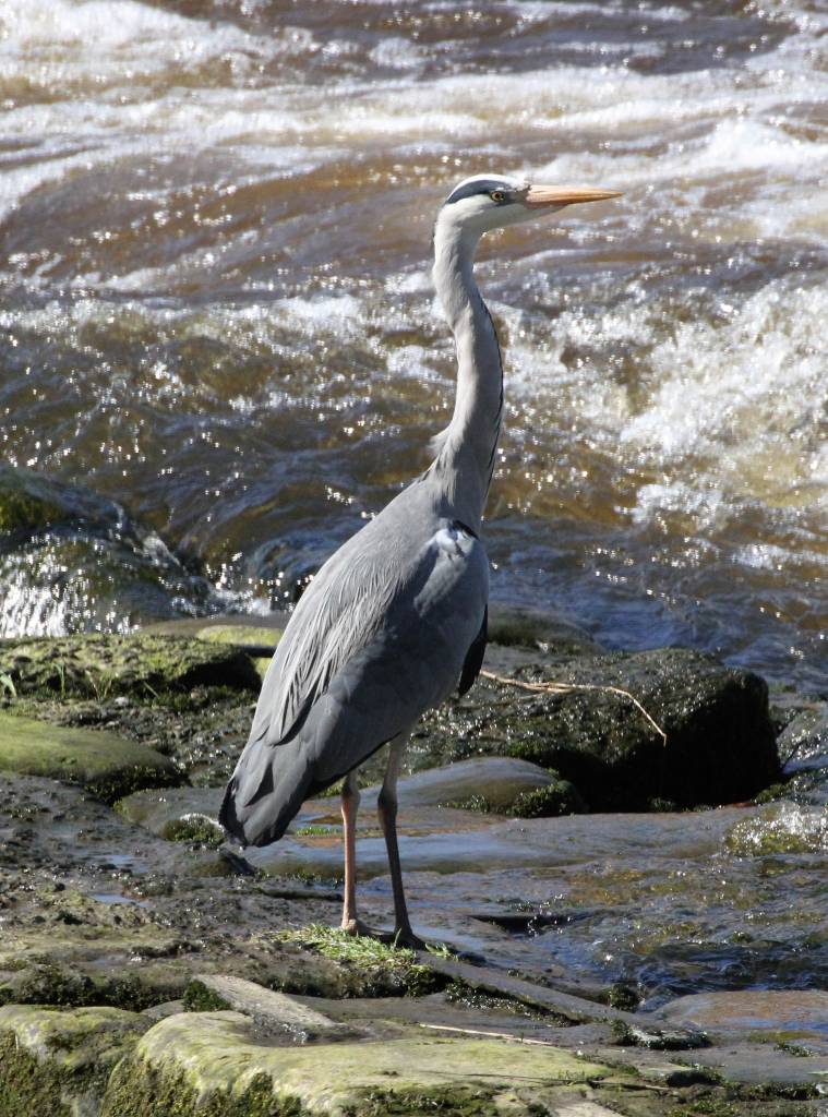 Grey Heron  Grey Heron
