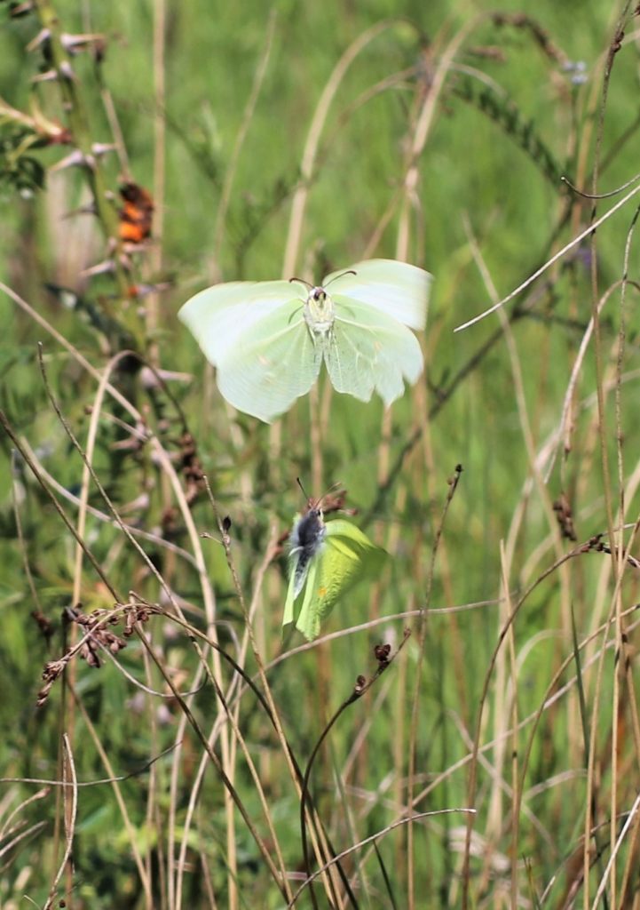 Mating Brimstones  Mating Brimstones
