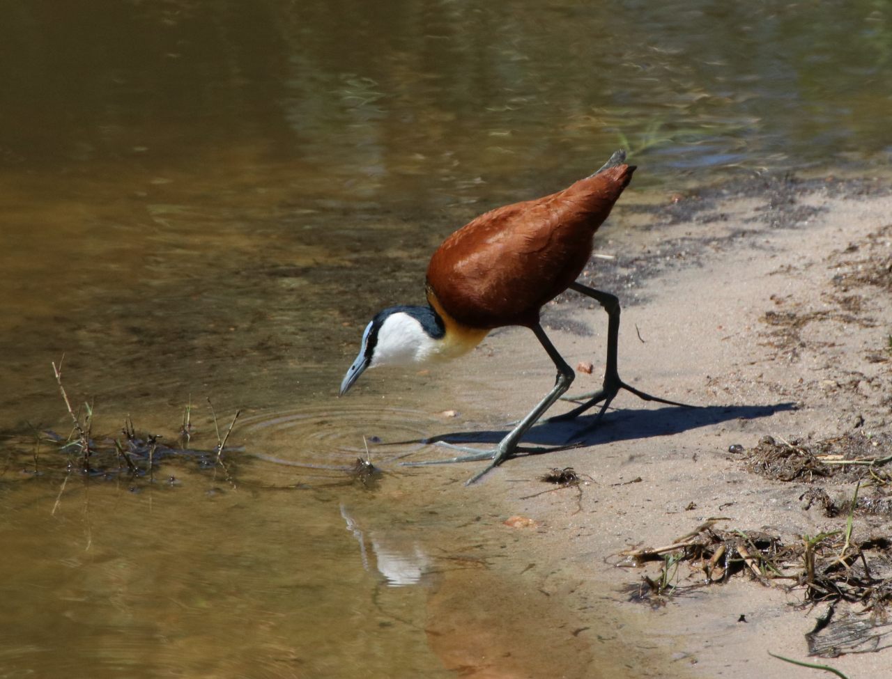 African jacana  African jacana