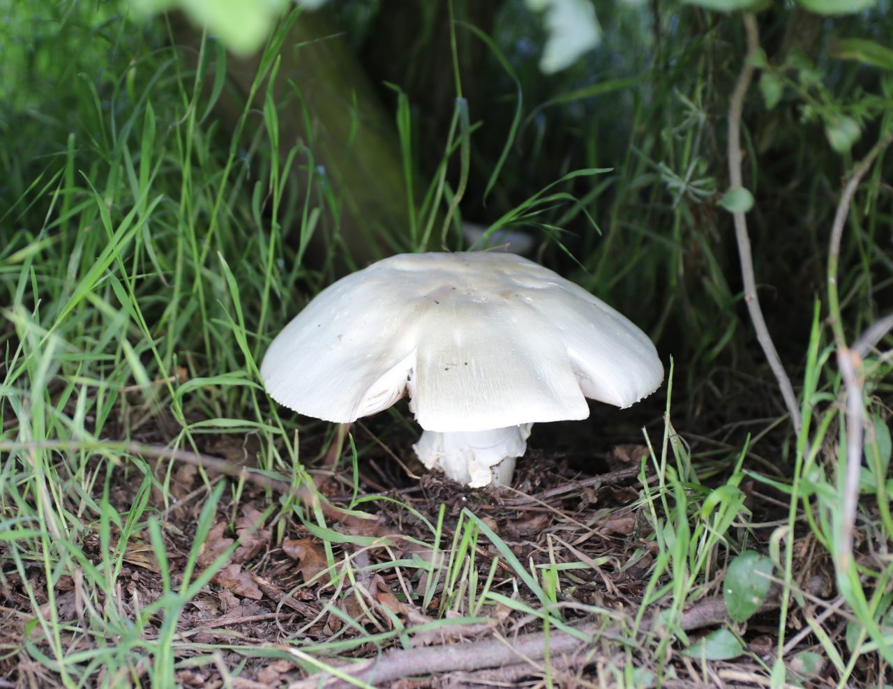 Field mushroom  Field mushroom