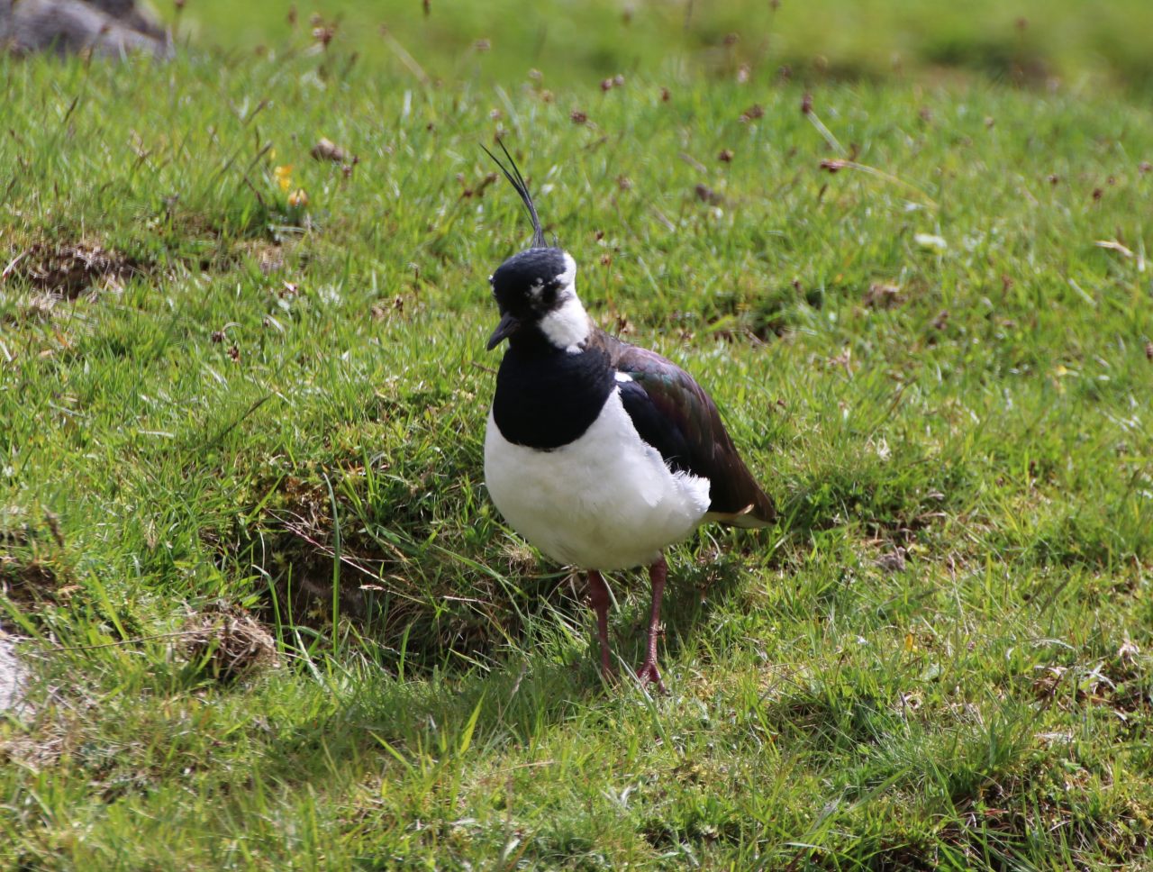 Lapwing adult  Lapwing adult