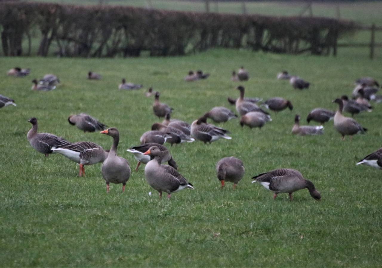 Pink Footed Geese  Pink Footed Geese