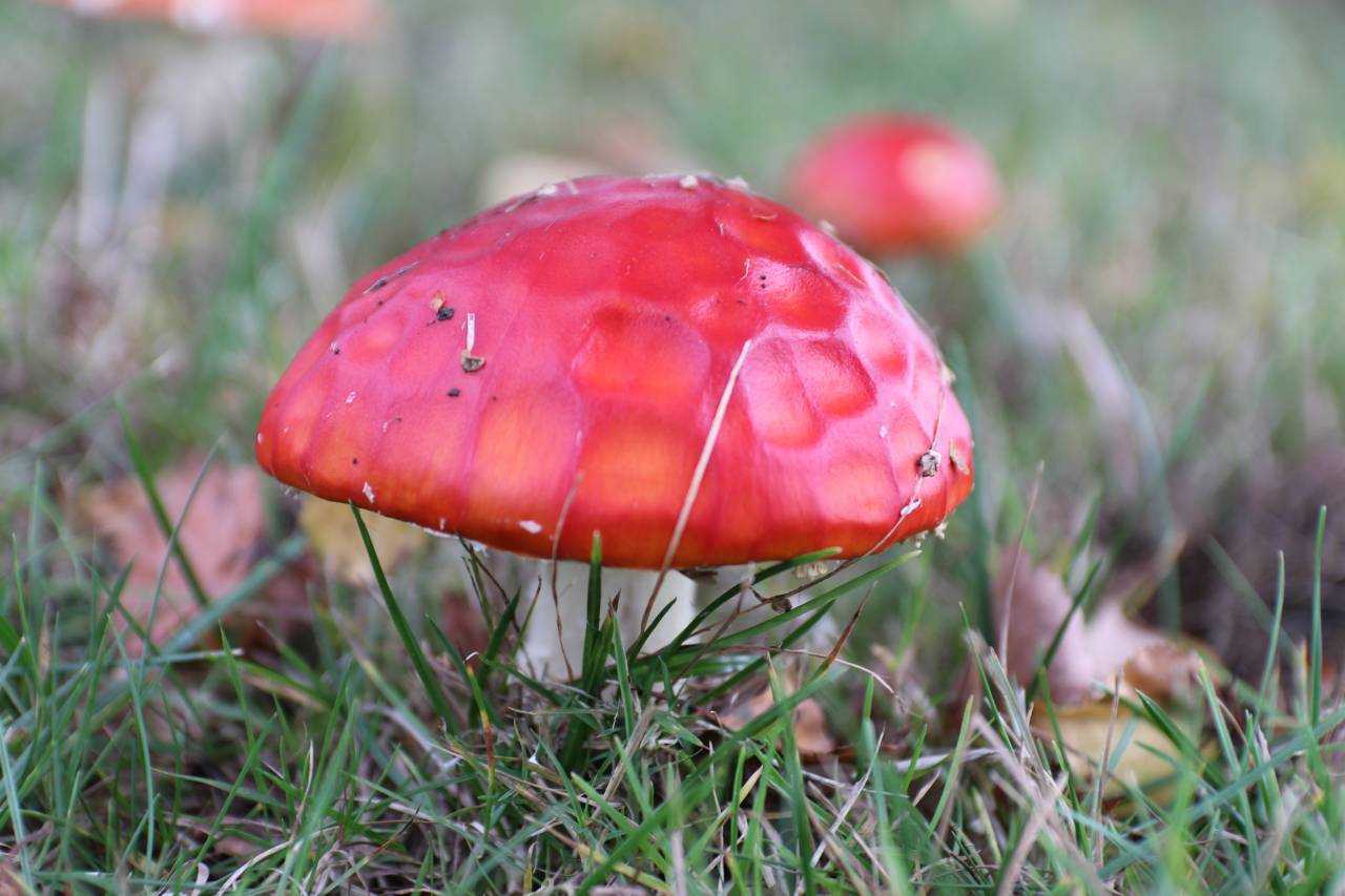 Fly agaric e  Fly agaric e