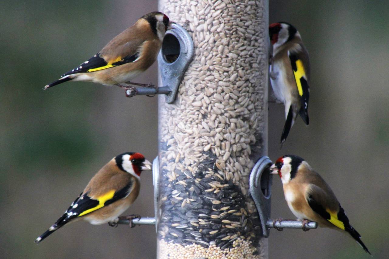 Goldfinches