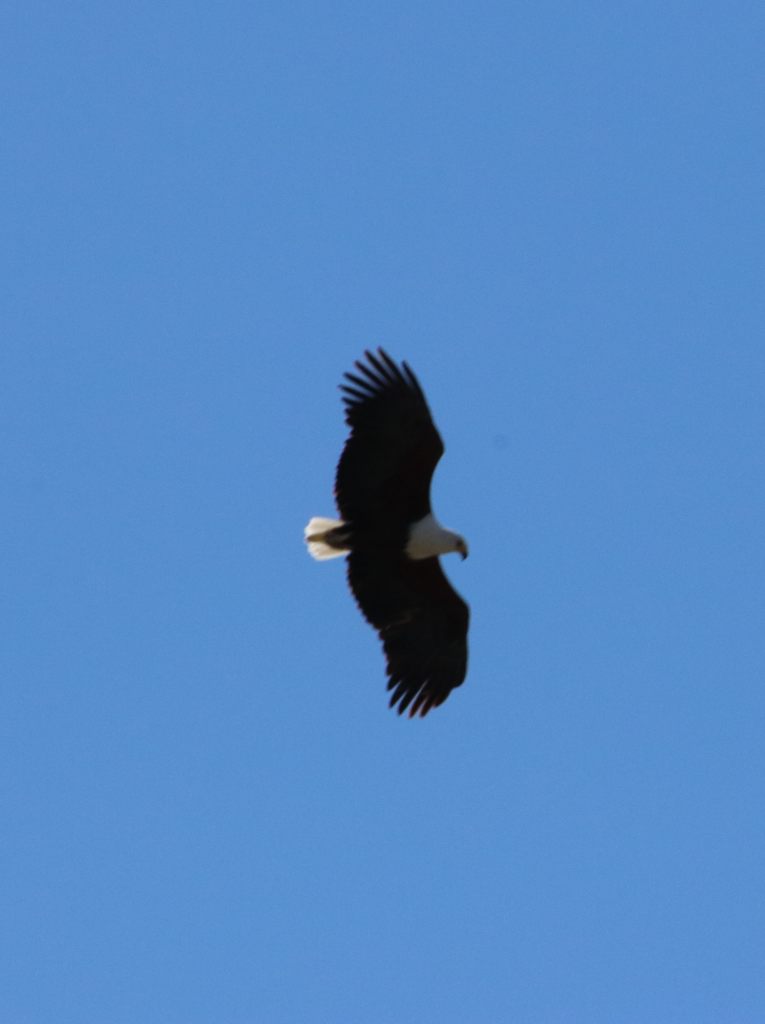 Fish eagle in flight  Fish eagle in flight