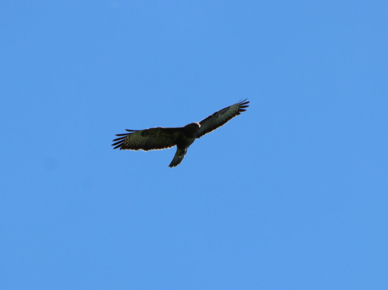 Buzzard  Buzzard