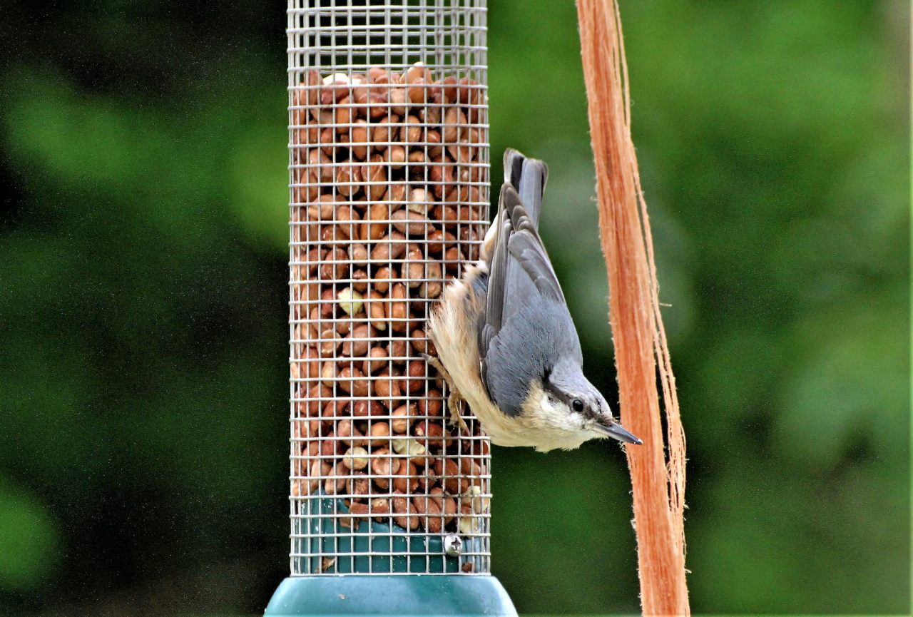 Nuthatch  Nuthatch
