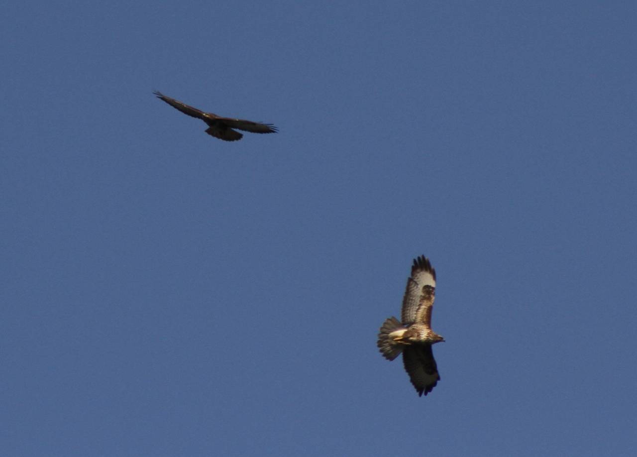Buzzards  Buzzards