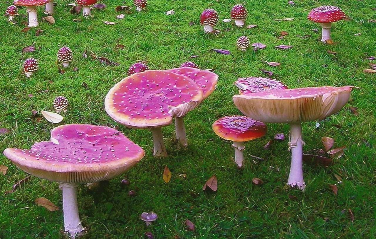 Fly agaric e  Fly agaric e