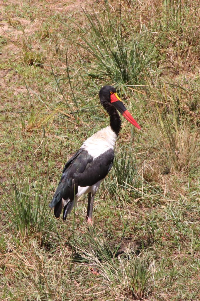 Daddle-billed stork  Daddle-billed stork