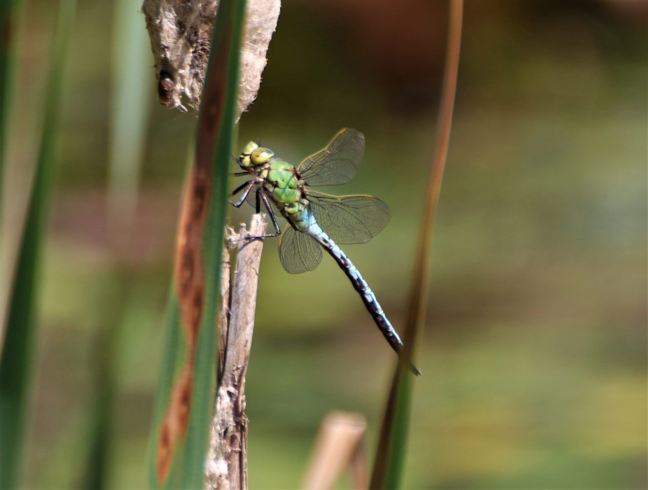 Southern hawker  Southern hawker