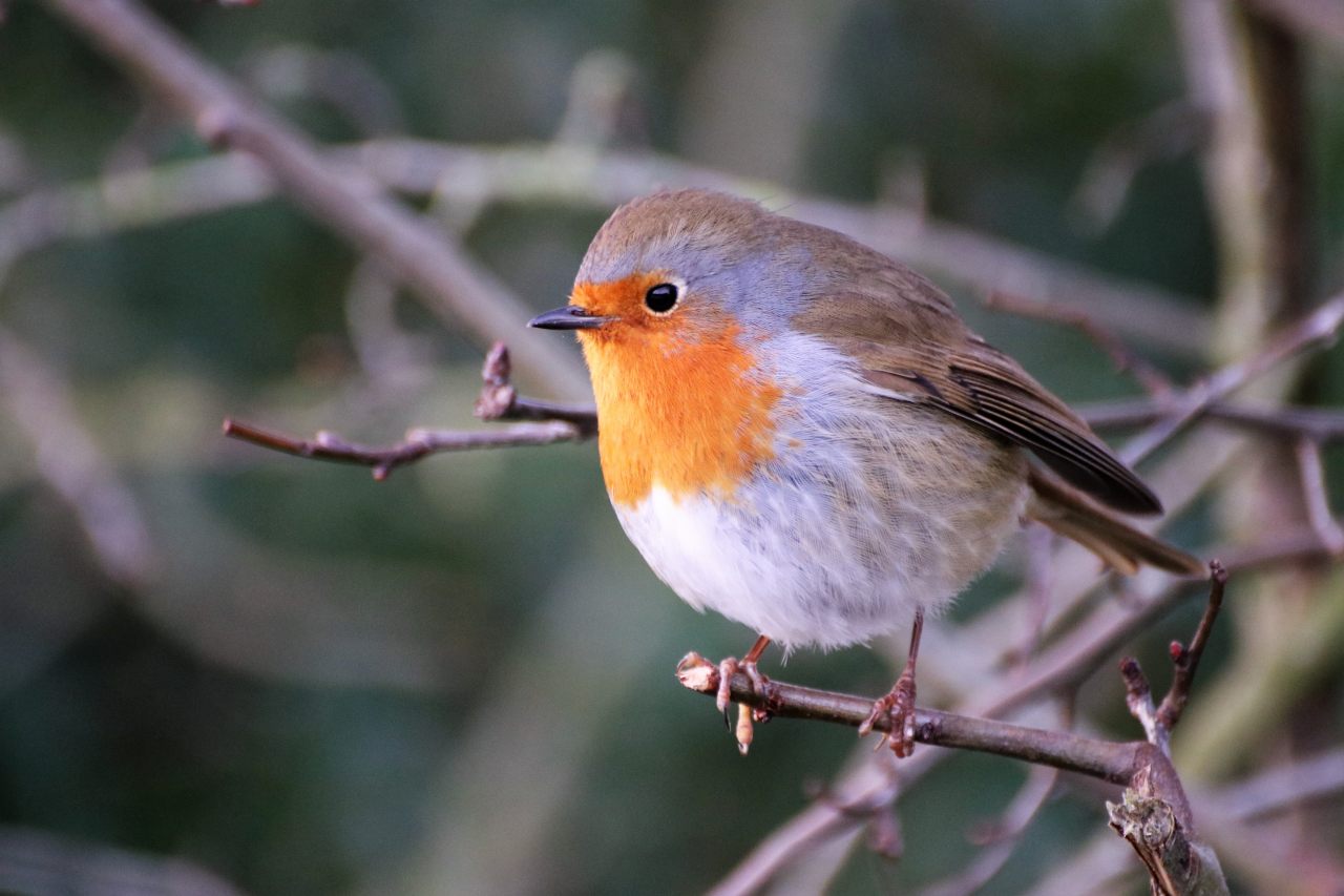 Robin  Robin