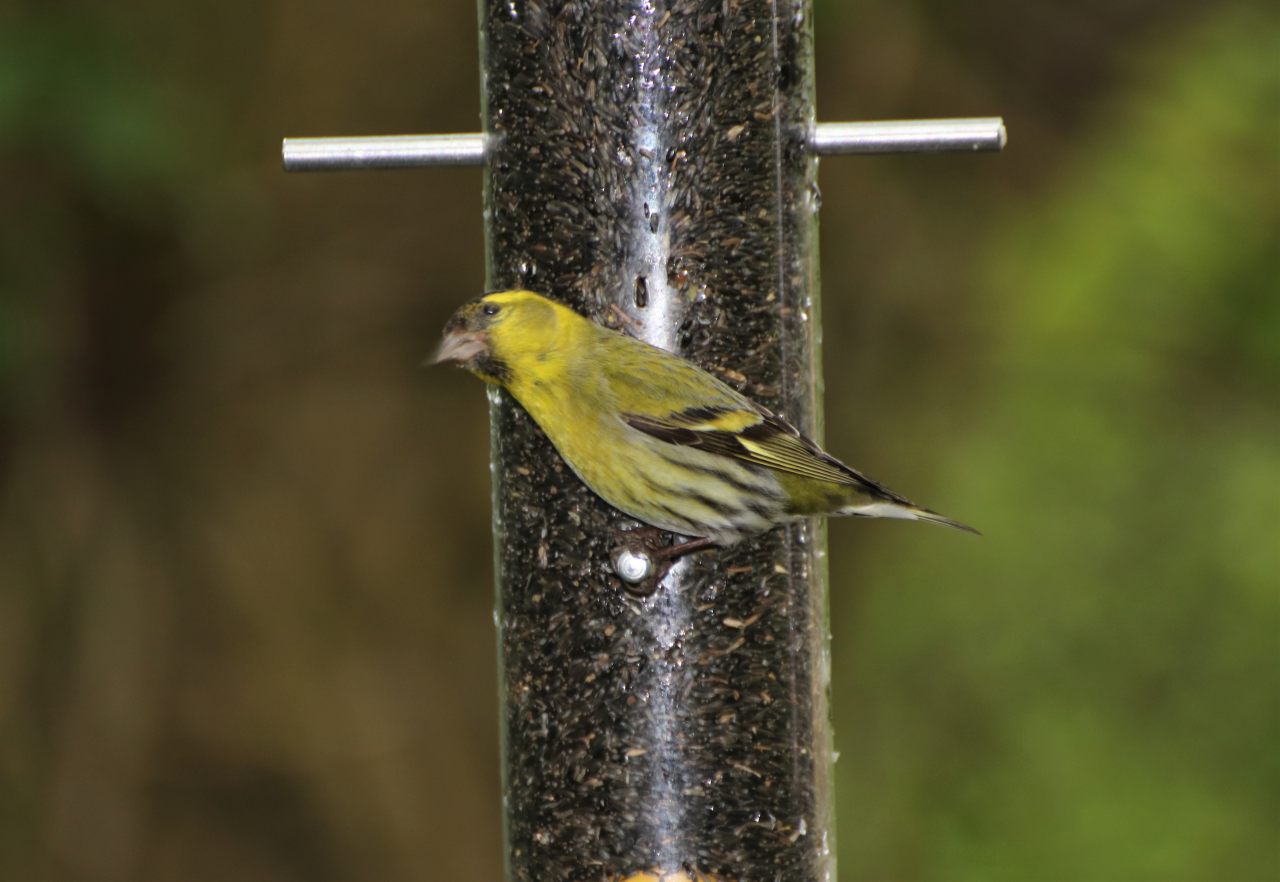 Siskin  Siskin