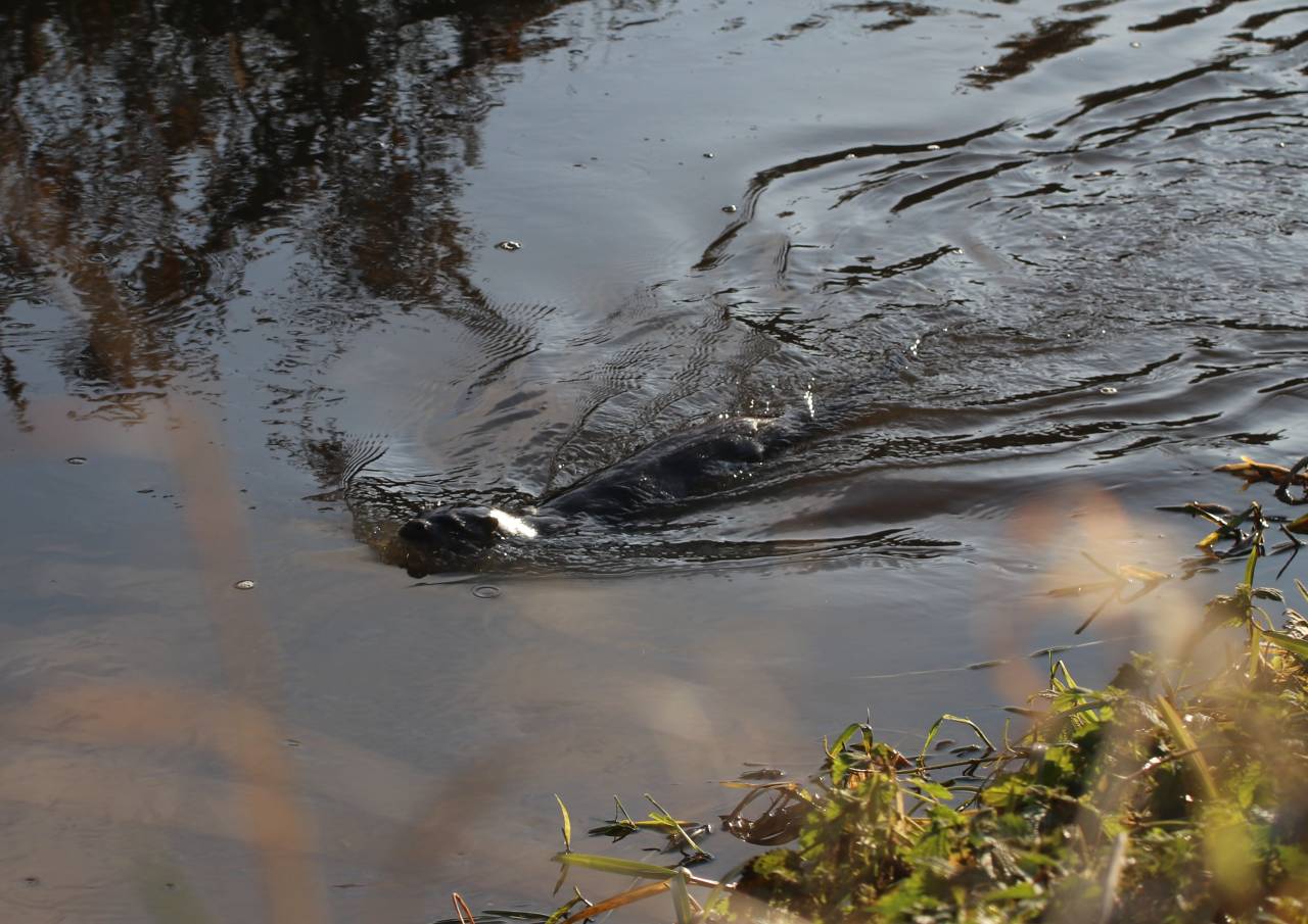 Otter  Otter
