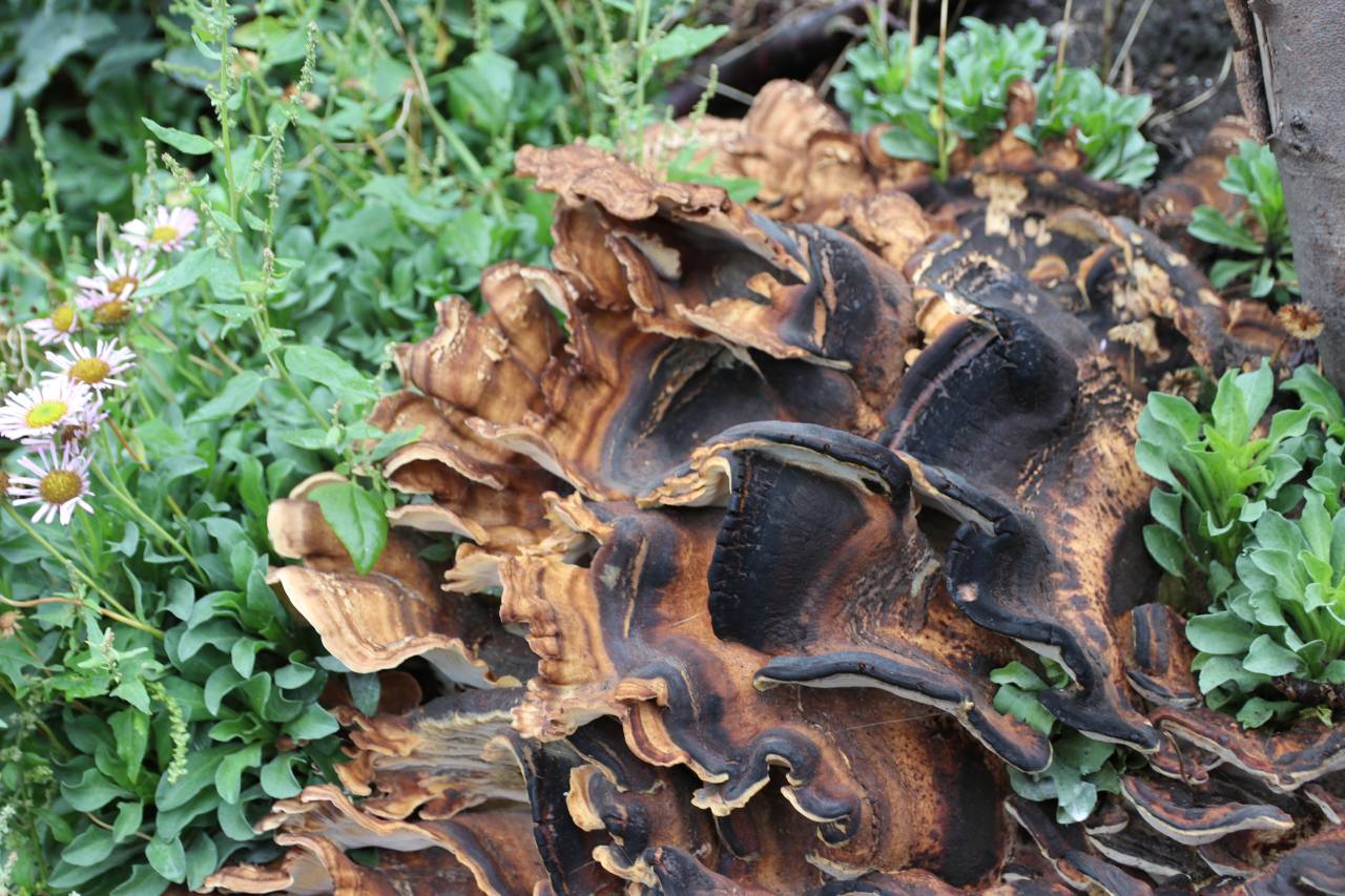 Bracket fungi c  Bracket fungi c