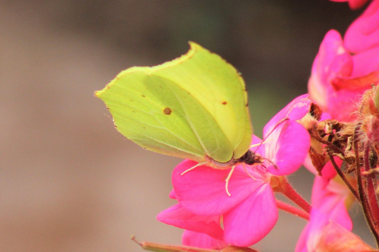 Brimstone  Brimstone
