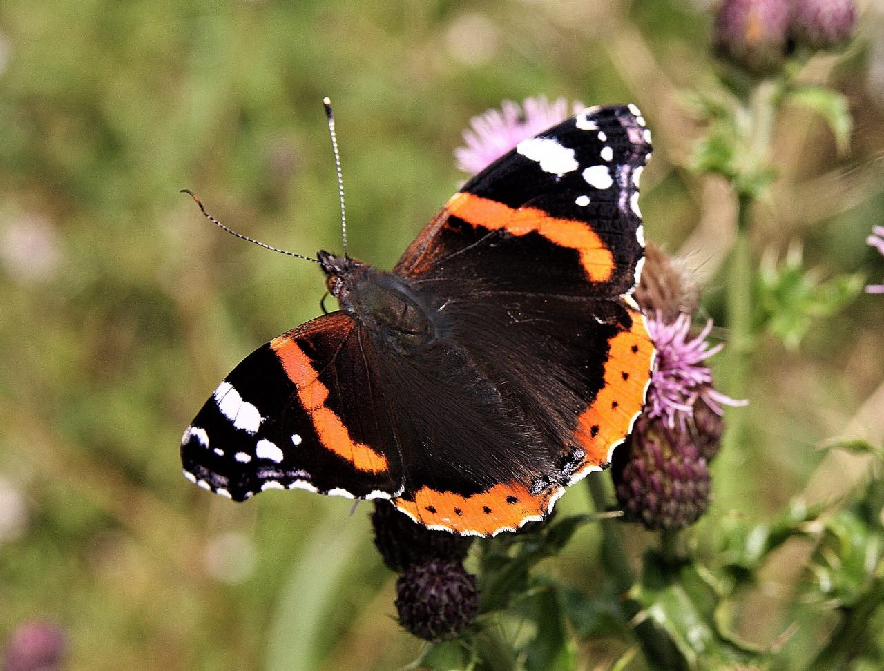 Red Admiral  Red Admiral