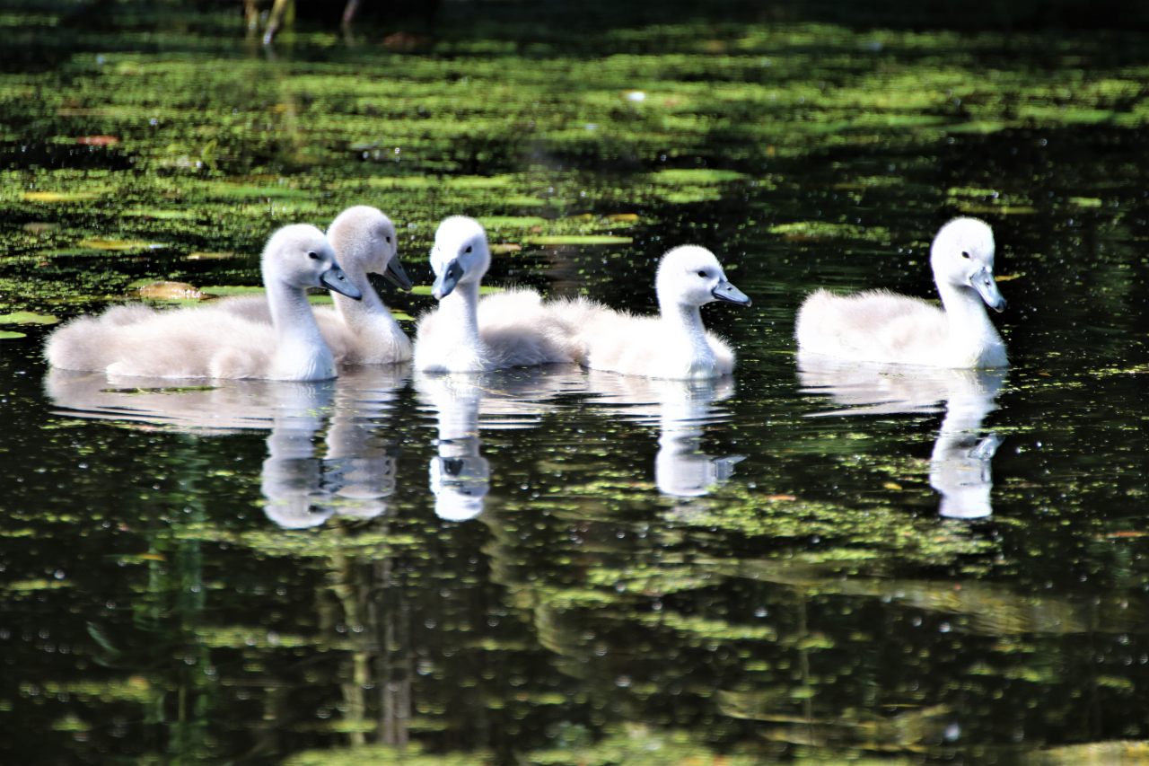 Walk Mill cygnets  Walk Mill cygnets