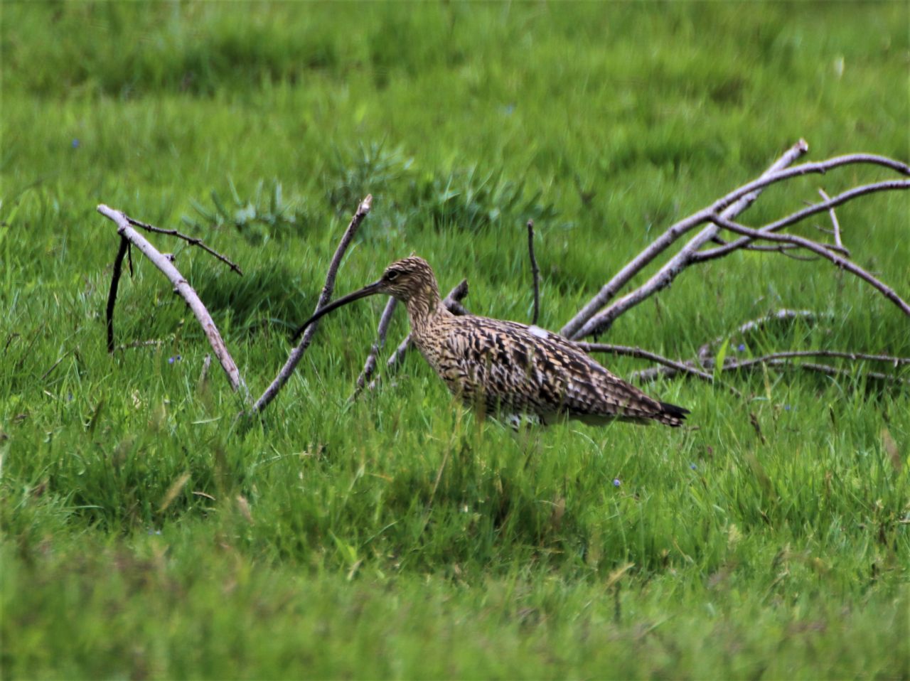 Curlew  Curlew