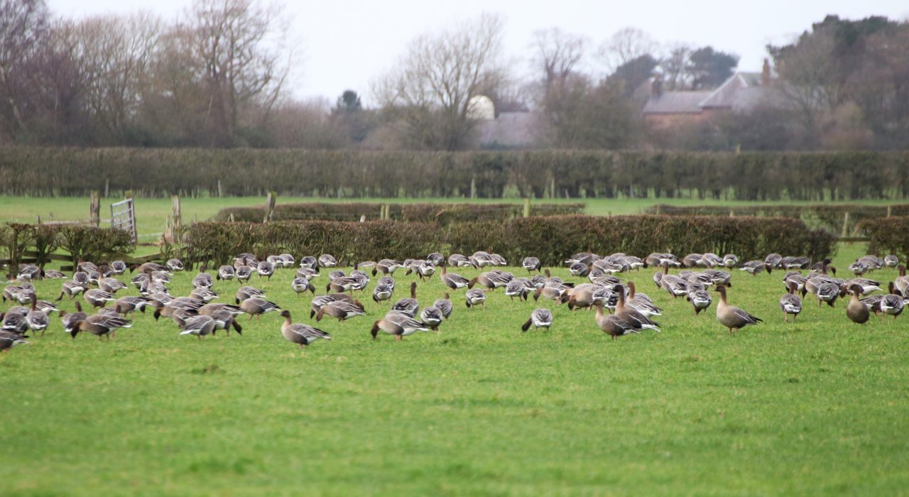 Pink footed geese landed  Pink footed geese landed