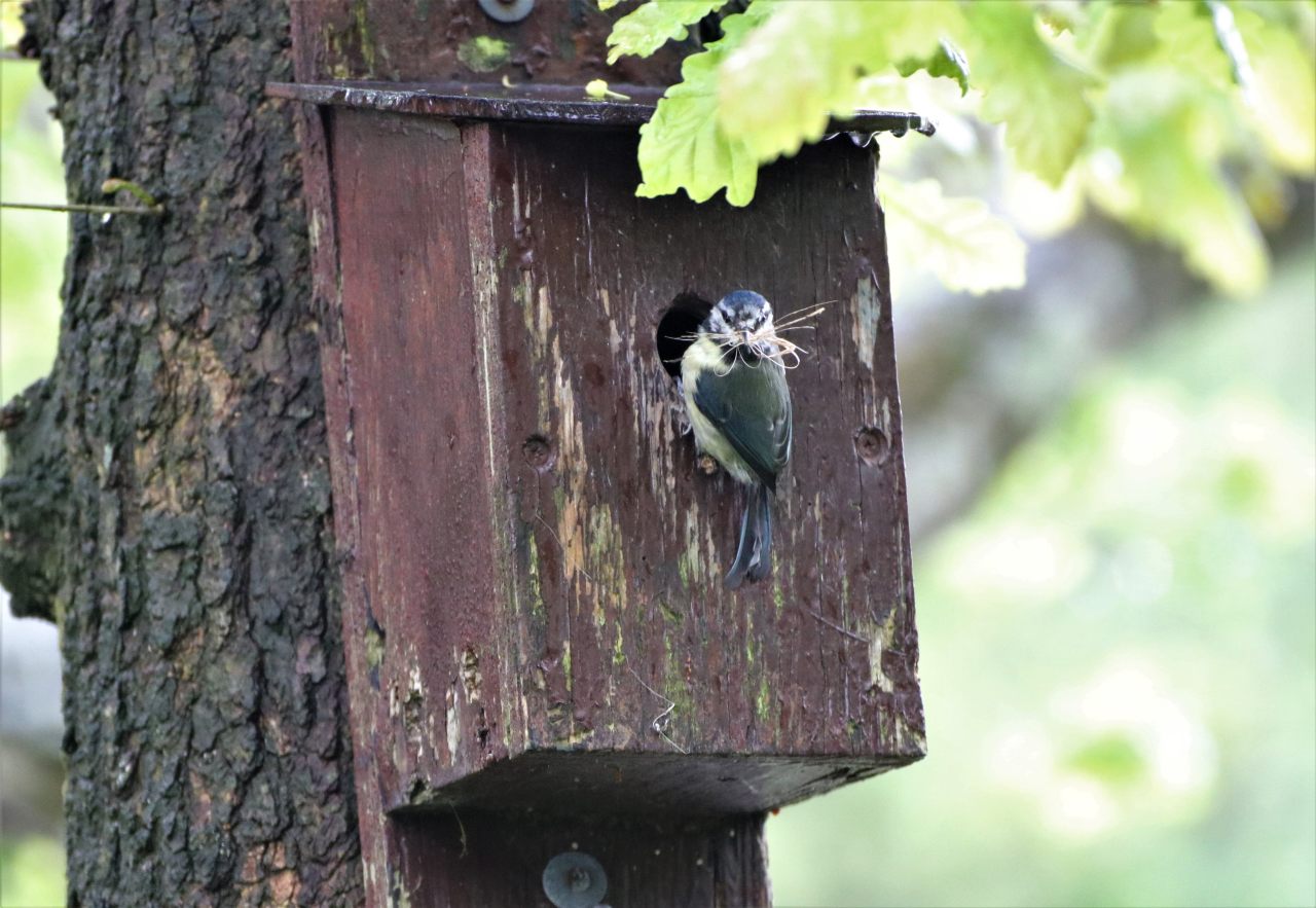 Blue Tit nest building  Blue Tit nest building
