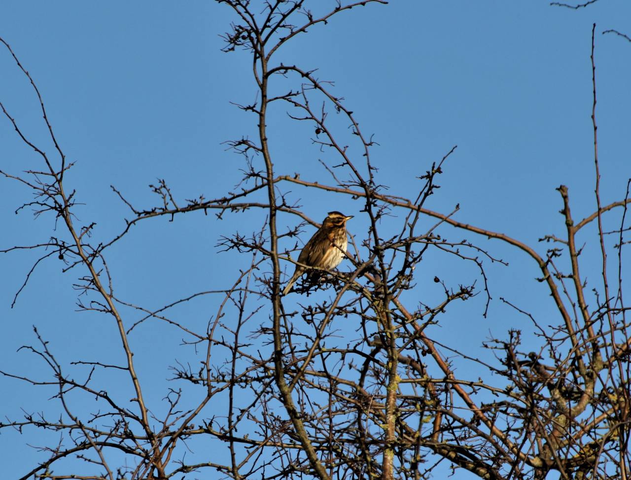 Redwing  Redwing