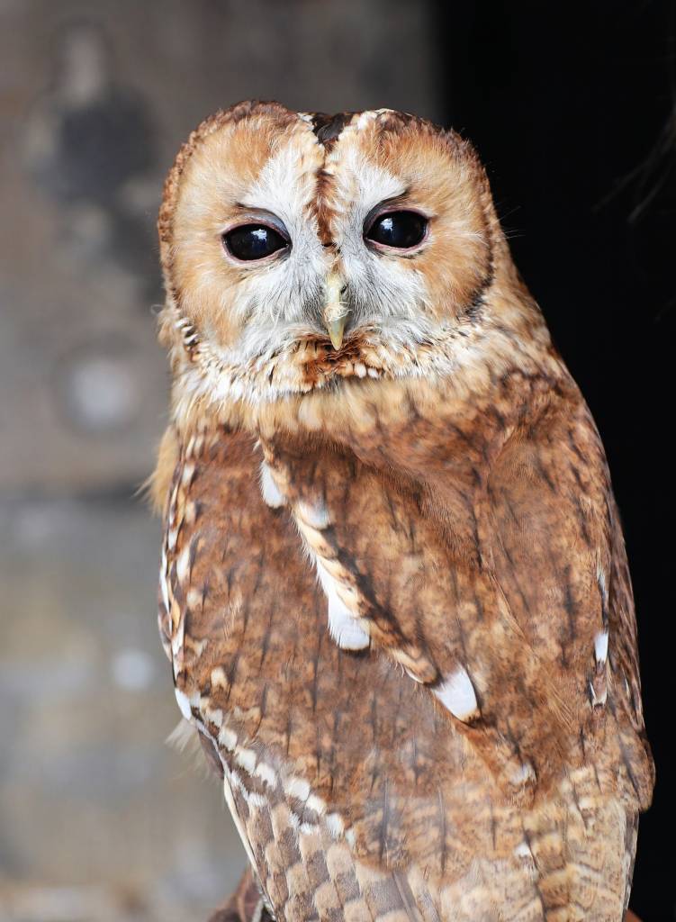Tawny Owl  Tawny Owl