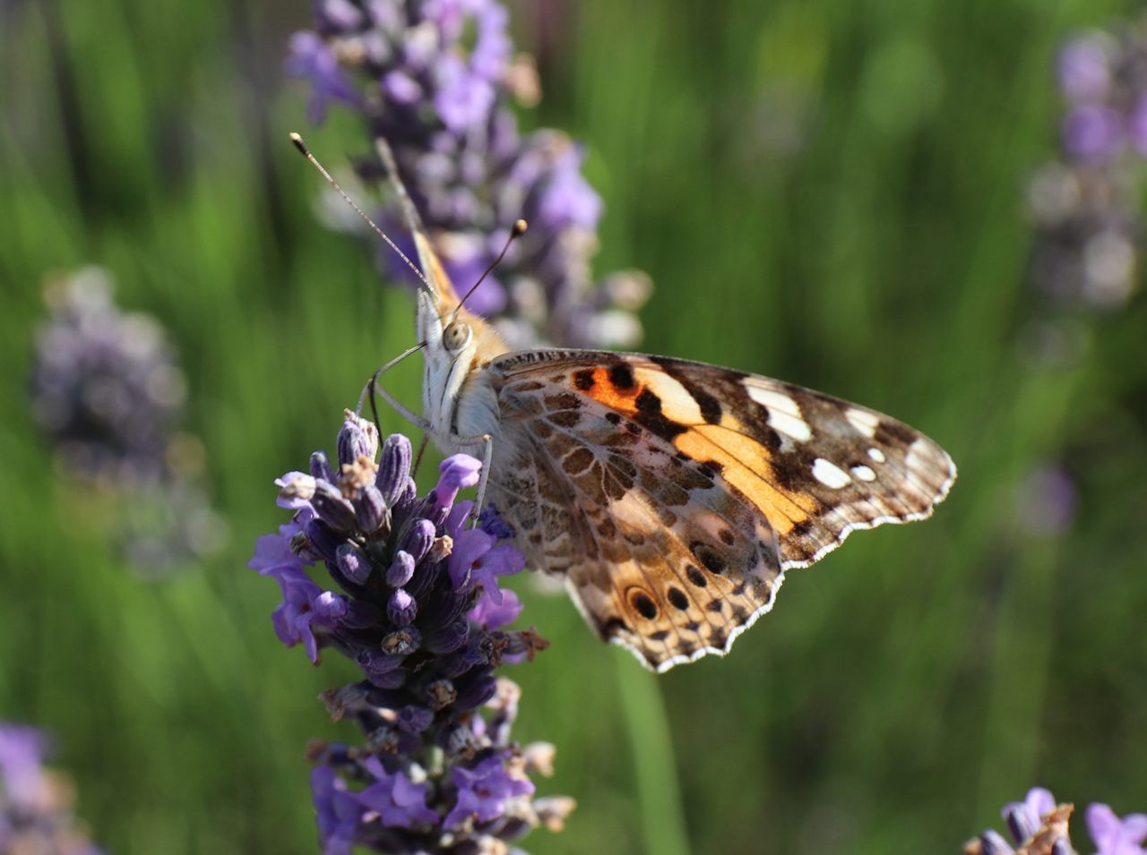 Painted Lady  Painted Lady