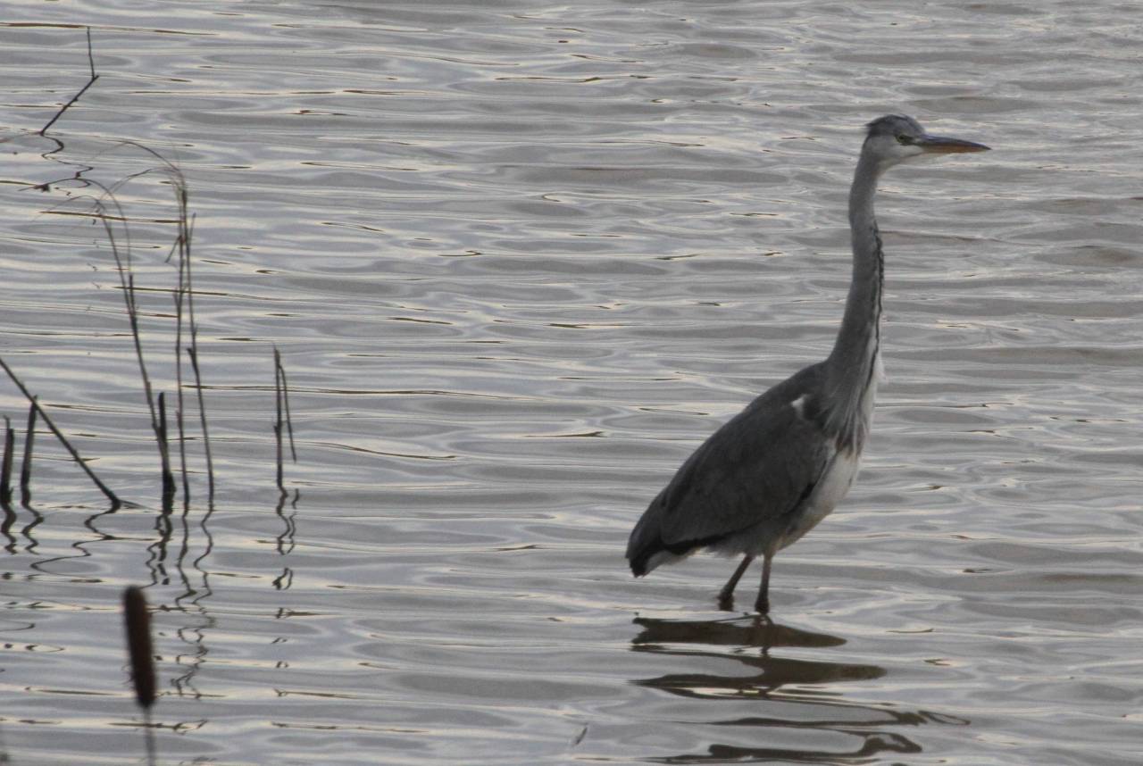 Greay Heron wading