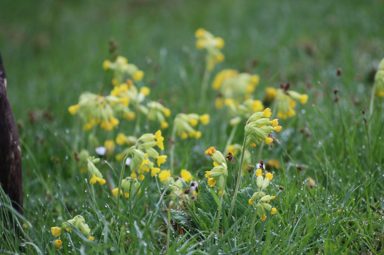 Cowslips  Cowslips
