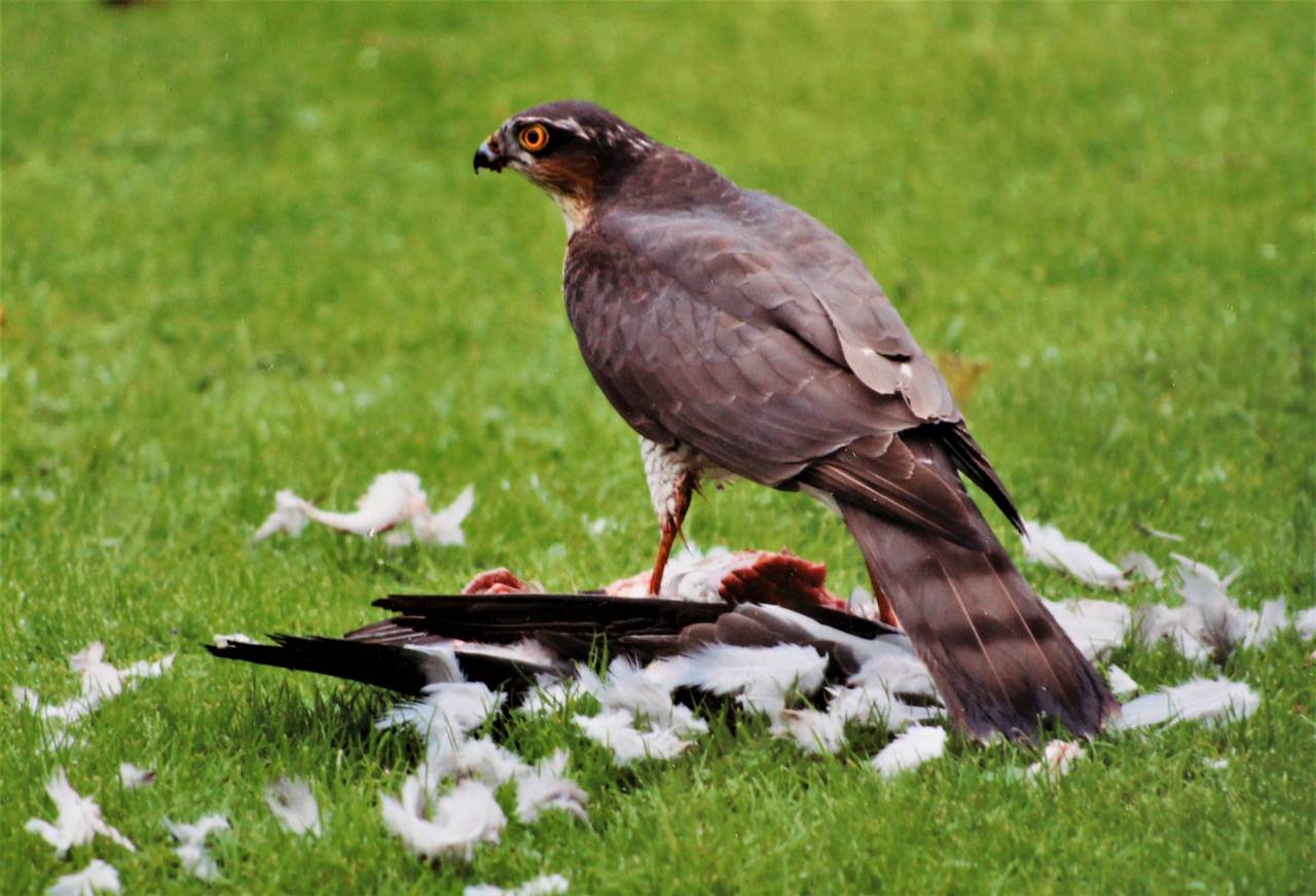 Sparrowhawk Kill  Sparrowhawk Kill
