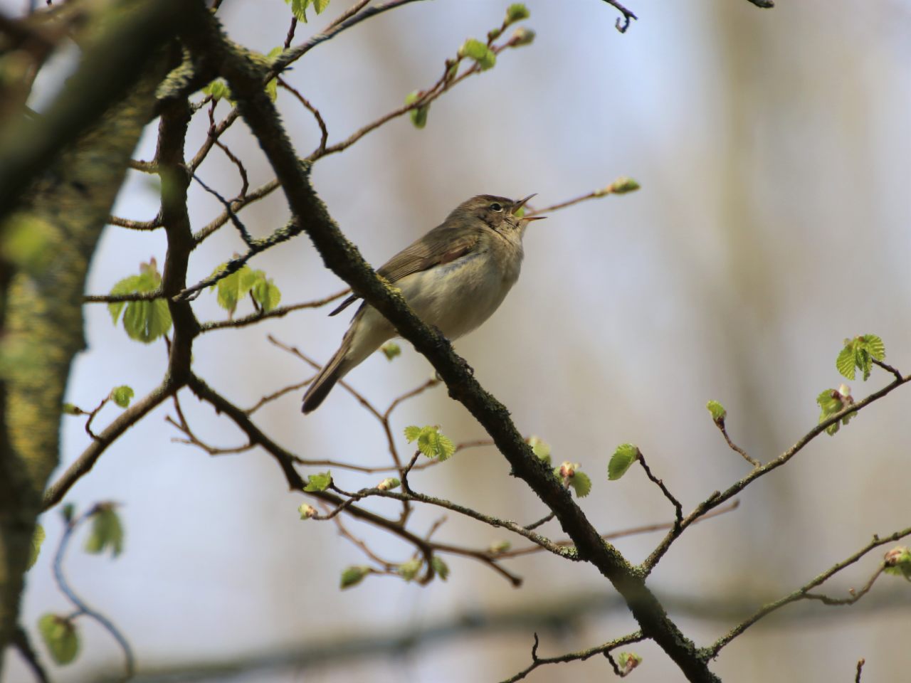 Singing Chiff Chaff  Singing Chiff Chaff