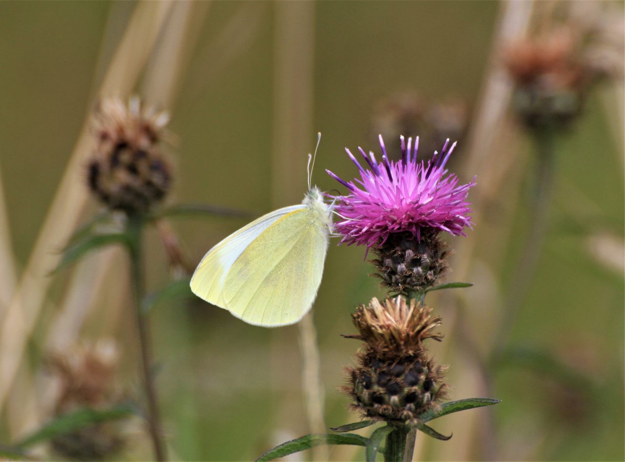 Small White  Small White