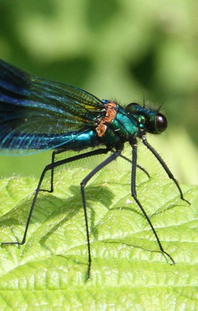 Banded agrion  Banded agrion