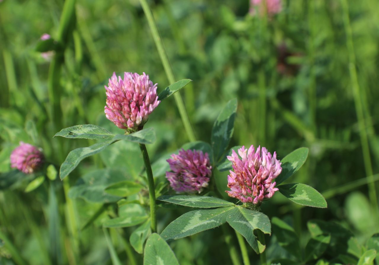 Red Clover  Red Clover