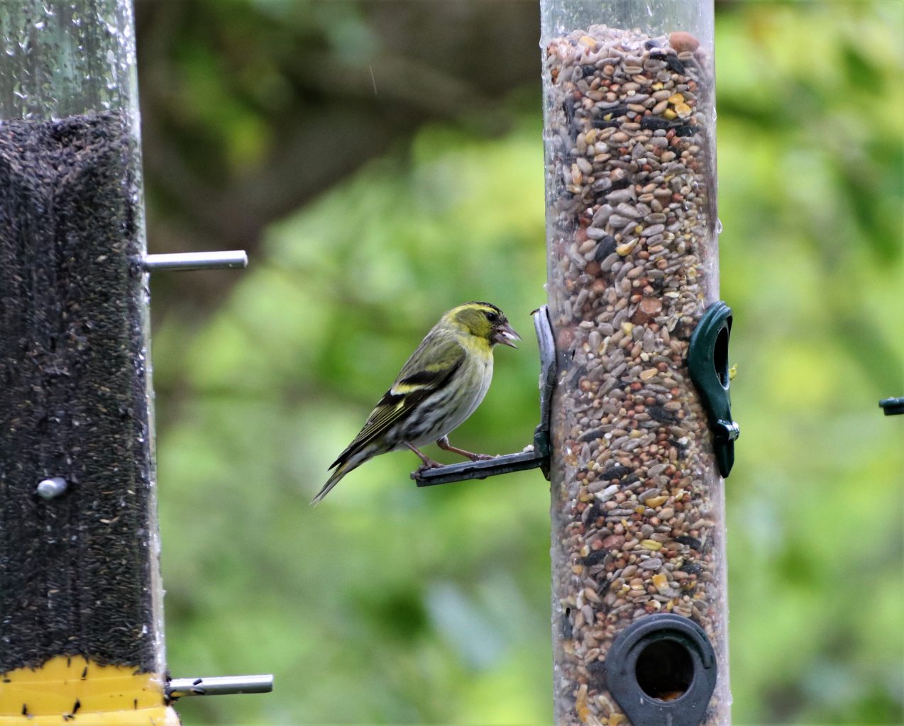 Siskin feeding  Siskin feeding