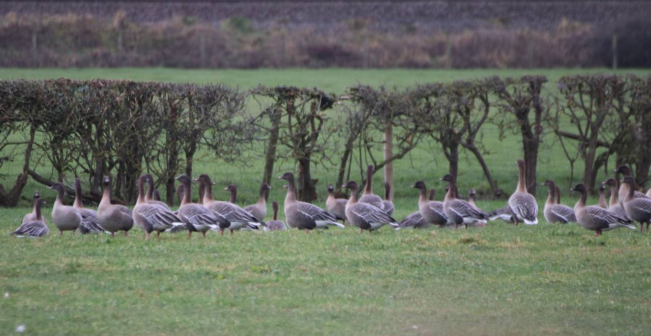 Pink Footed Geese Feeding  Pink Footed Geese Feeding