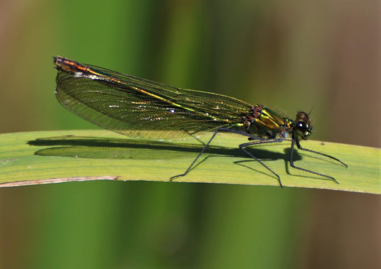 Banded agrion  Banded agrion