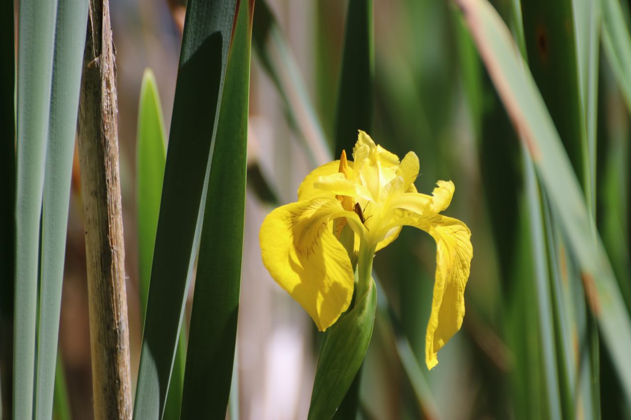 Yellow Flag Iris at Walk Mill  Yellow Flag Iris at Walk Mill
